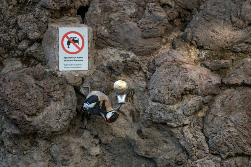 Manon Billard • Pic épeiche