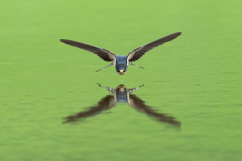 Adrian Schmid • Hirondelle rustique