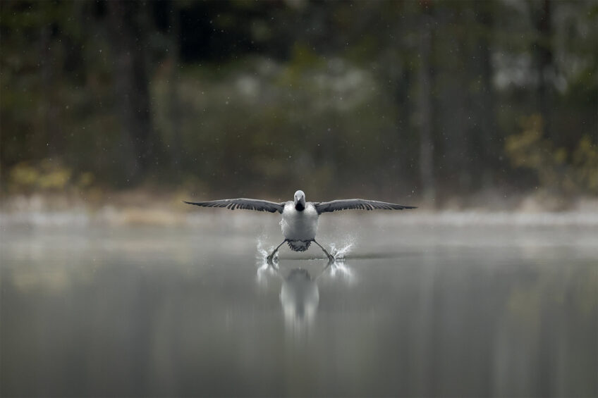 Erkko Badermann • Plongeon catmarin