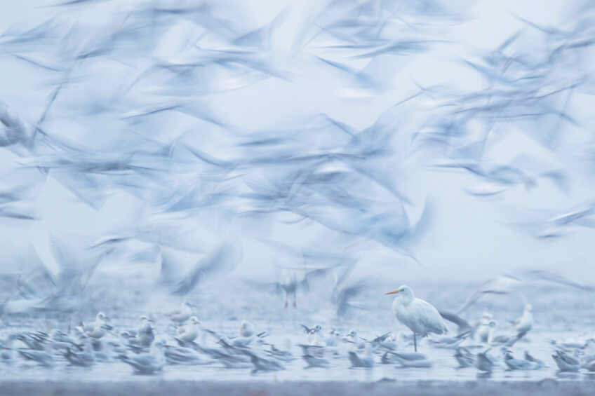 Mateusz Piesiak • Grande aigrette