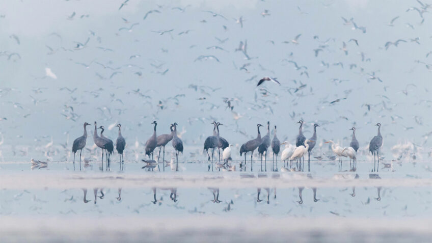 Agnieszka Florczyk • Grues cendrées