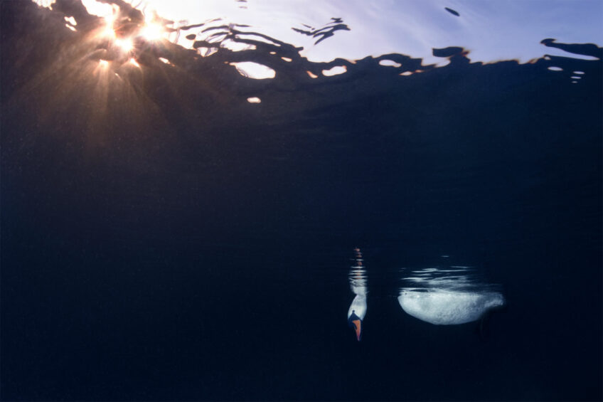 Nicolas Stettler • Cygne tuberculé