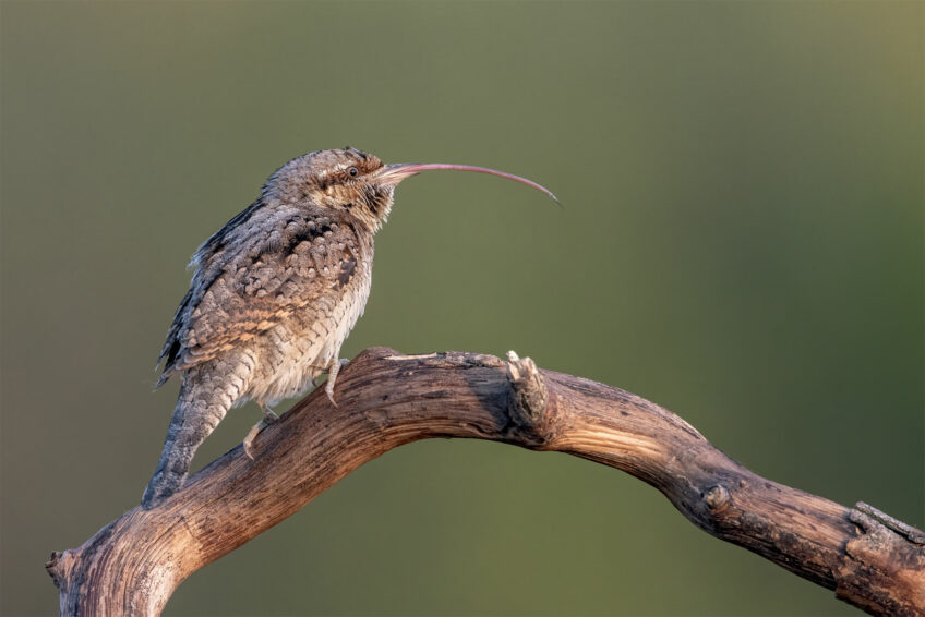 Jörg Stemmler • Torcol fourmilier