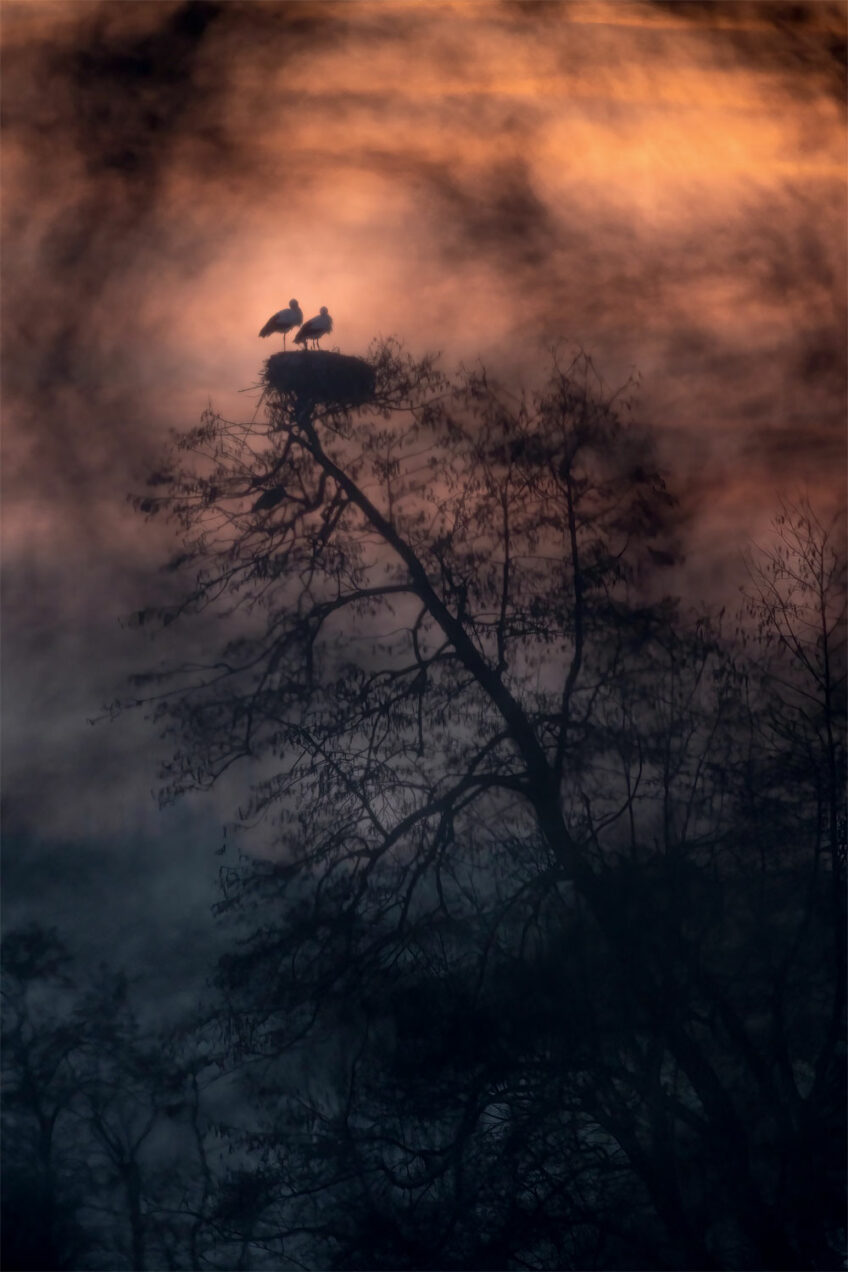 Matt Engelmann • Cigognes blanches