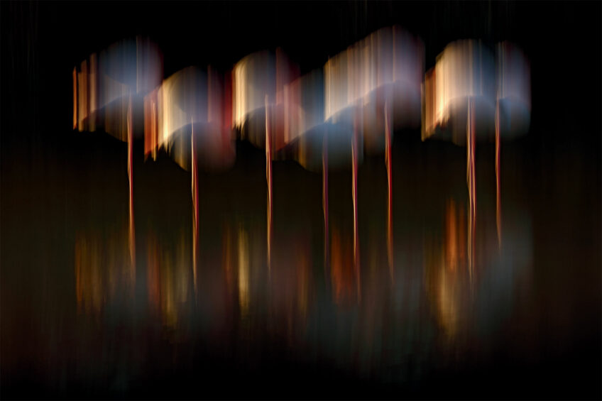 Jonathan Lhoir • Flamants roses