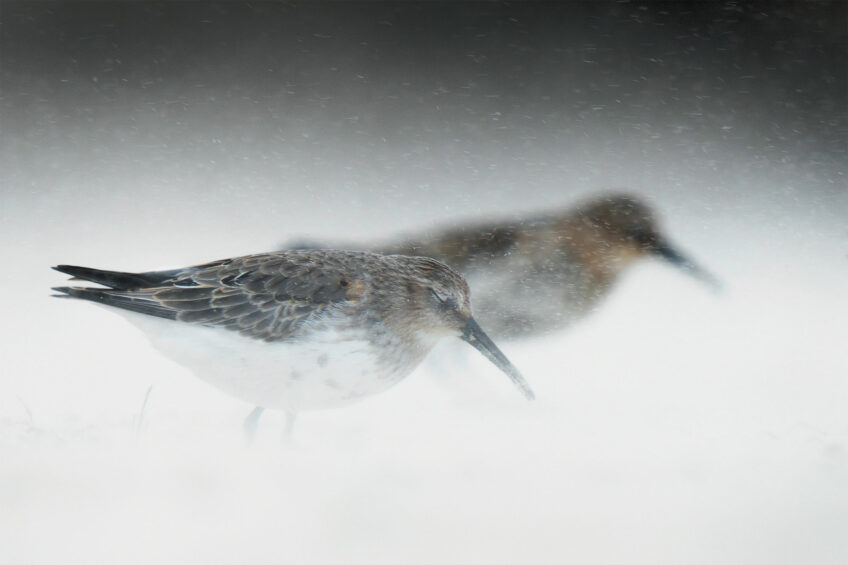 Levi Fitze • Bécasseaux variables