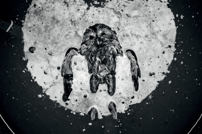 Aszlo Toth • Chouette hulotte