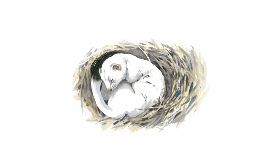 Comment l'hermine fait-elle pour résister au froid ?