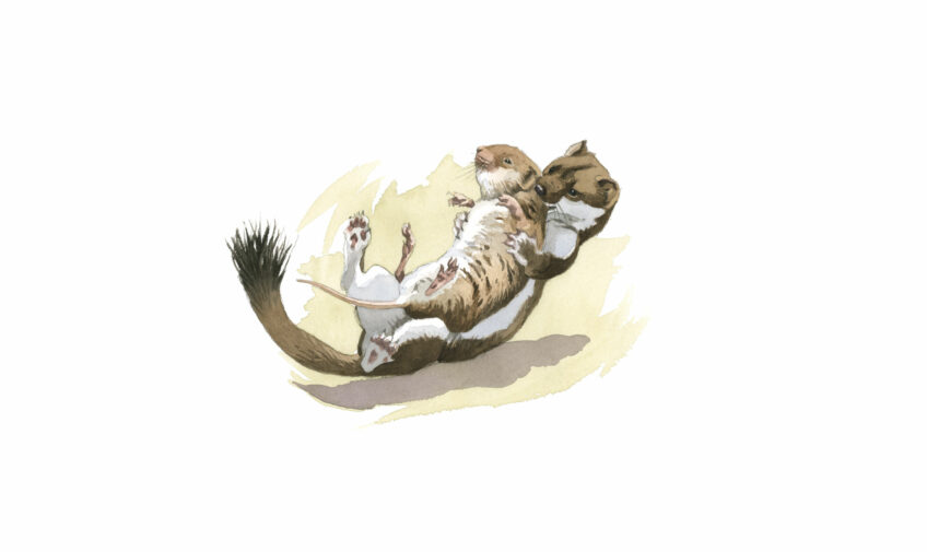 Comment l'hermine chasse-t-elle ?