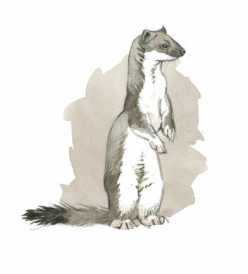 Comment l'hermine chasse-t-elle ?