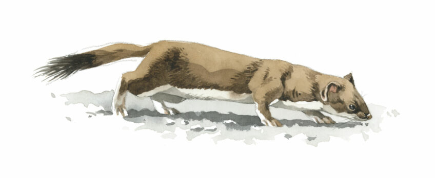 Comment l'hermine chasse-t-elle ?