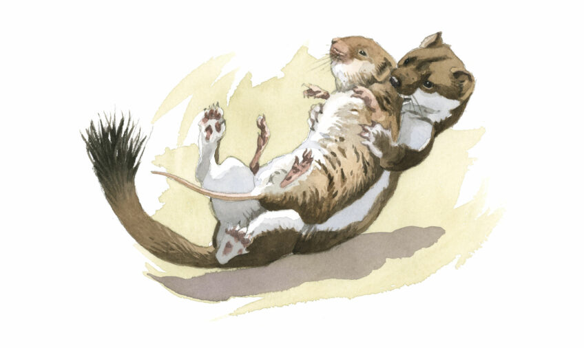 Comment l'hermine chasse-t-elle ?