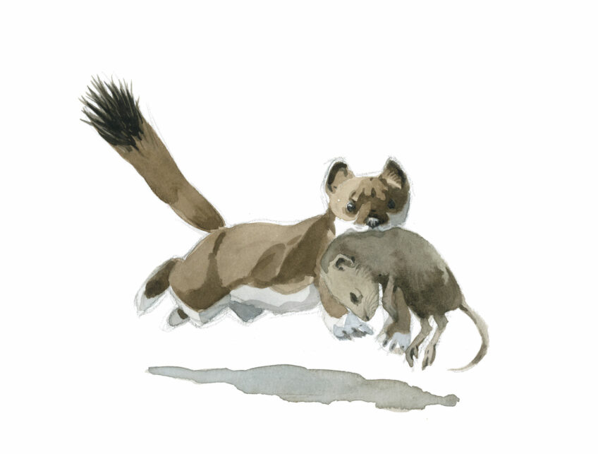 Comment l'hermine chasse-t-elle ?