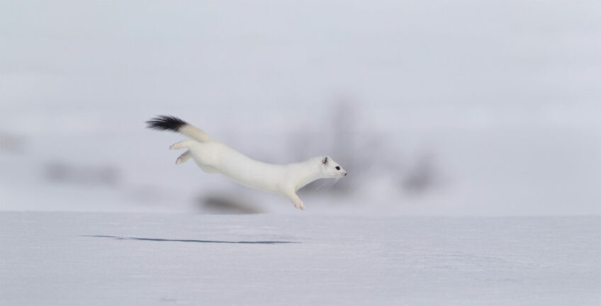 Hermine, que fait-elle le long de l'année, saison après saison ?