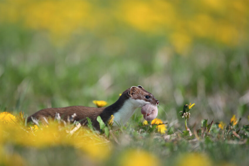 Hermine, que fait-elle le long de l'année, saison après saison ?