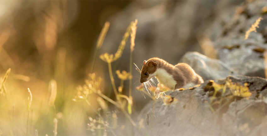 Hermine, que fait-elle le long de l'année, saison après saison ?
