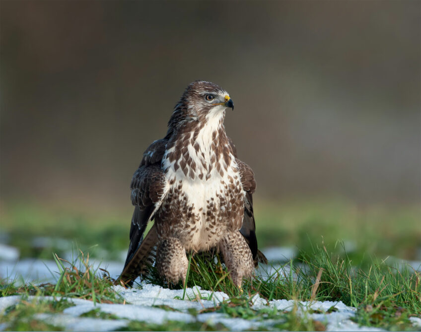 Hermine, que fait-elle le long de l'année, saison après saison ?