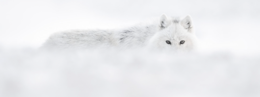 Vincent Munier