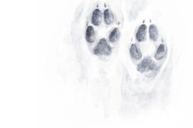 Empreinte de renard dans la neige Empreinte de renard dans la neige / © Alice Flore Béteille