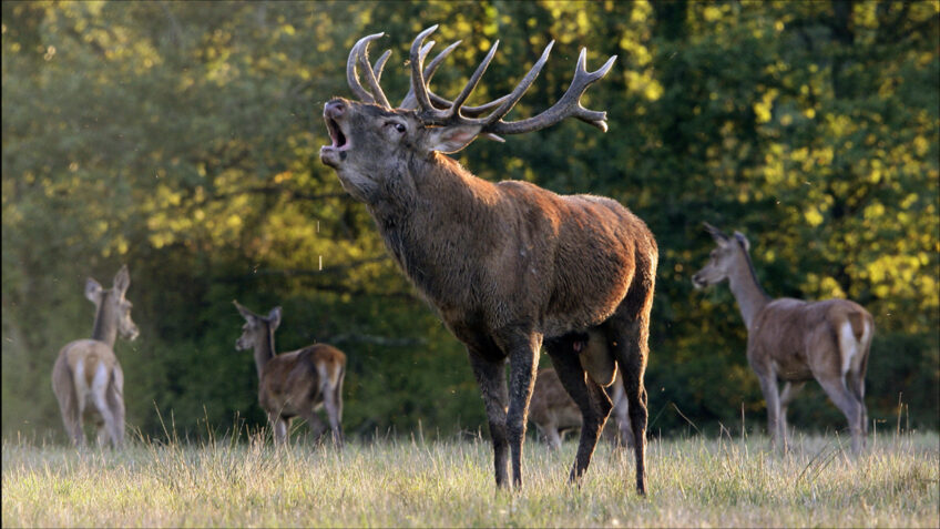 Les animaux amoureux