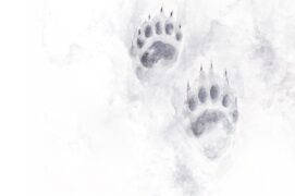 Empreintes de blaireau dans la neige Empreintes de blaireau dans la neige / © Alice Flore Béteille