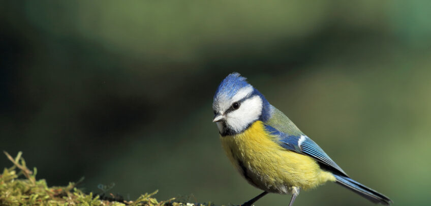 Comment empêcher les collisions d'oiseaux aux vitres ?