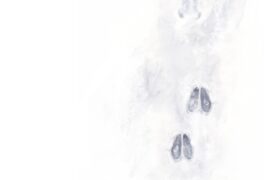 Empreinte de chevreuil dans la terre Empreinte de chevreuil dans la terre / © Alice Flore Béteille