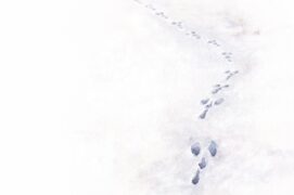 Empreintes de lièvre dans la neige Empreintes de lièvre dans la neige / © Alice Flore Béteille