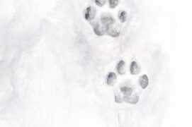 Empreinte de lynx dans la boue Empreinte de lynx dans la boue / © Alice Flore Béteille