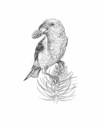 Bec-croisé des sapins, le perroquet de nos montagnes - Animal bizarre