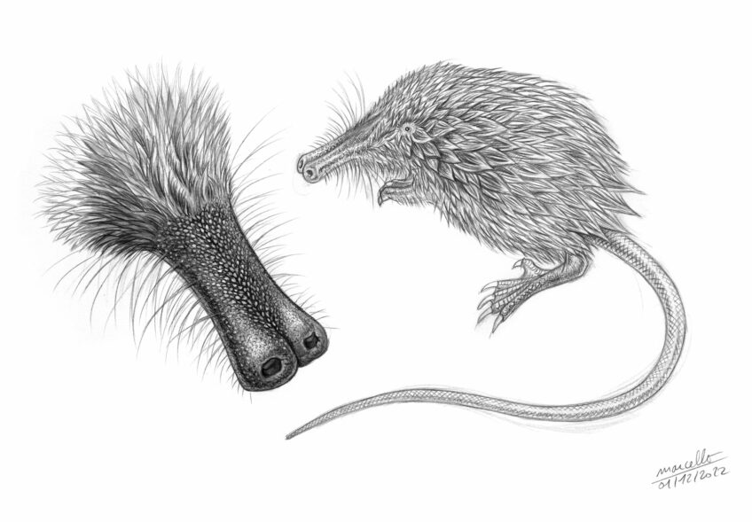 Desman des Pyrénées, un étrange mammifère