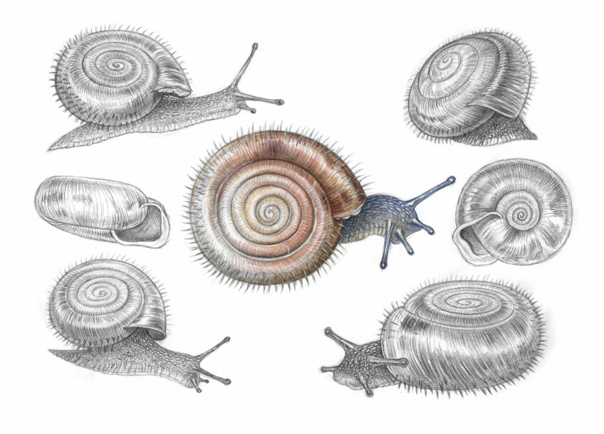 Veloutée plane, l'escargot poilu - Animal bizarre - revue salamandre