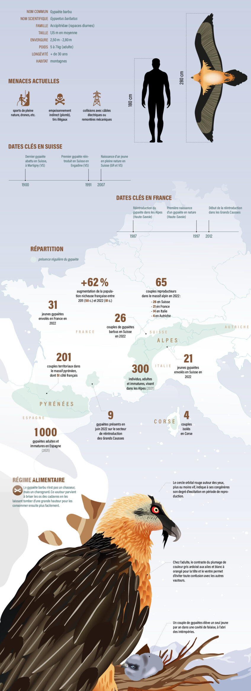 Gypaète barbu, quelle est sa situation en France et en Suisse ?