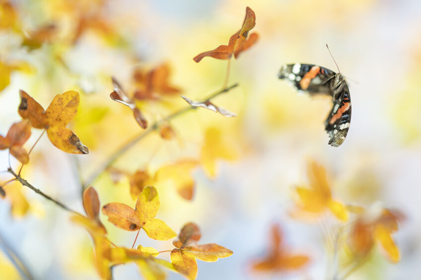 Vulcain en vol dans le feuillage d'un érable de Montpellier Livre photo sur les papillons