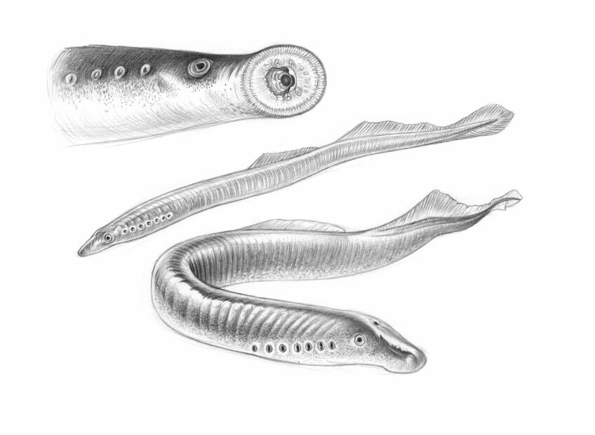 La lamproie de Planer est-elle un poisson ? Animal bizarre