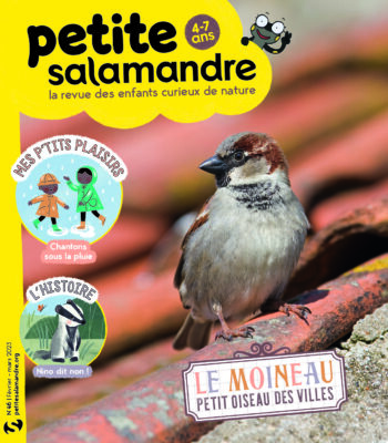 Petite Salamandre n°46