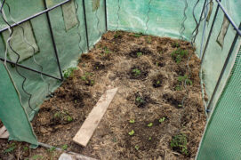 Repiquez les plants au potager, quand les gelées ne sont plus à craindre, ou d’abord en serre. Arrosez copieusement et paillez. 
 / © David Melbeck
