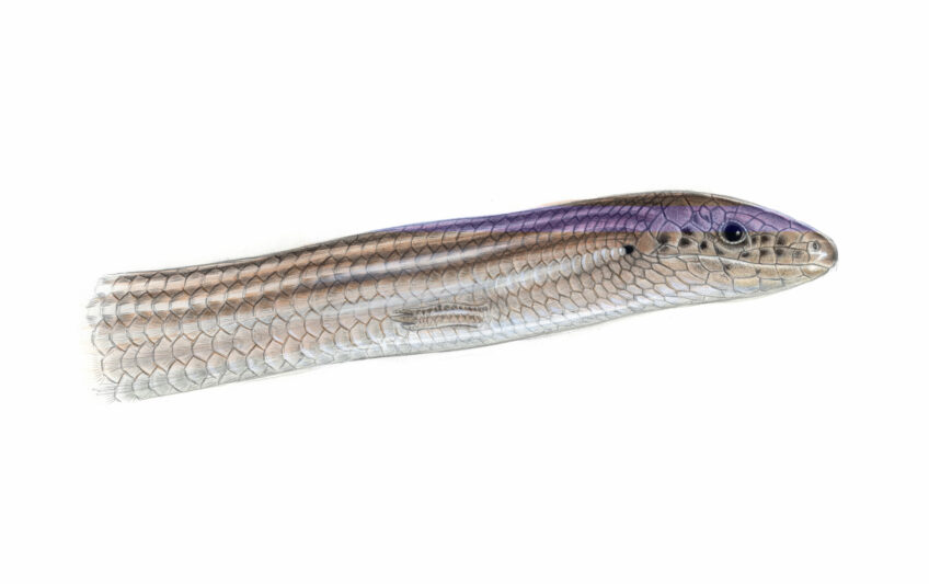 Seps strié, un lézard aux pattes minuscules - Animal bizarre