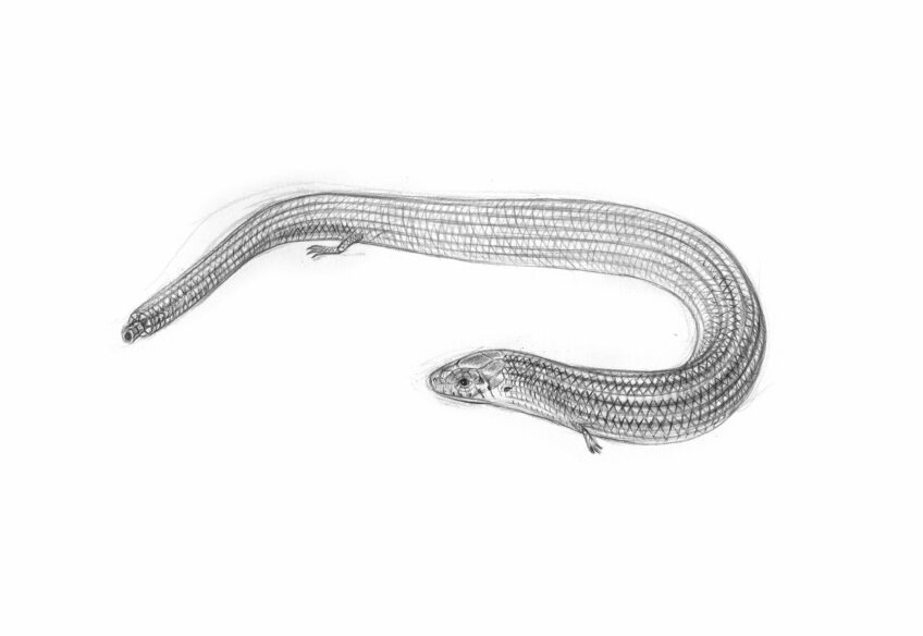 Seps strié, un lézard aux pattes minuscules - Animal bizarre