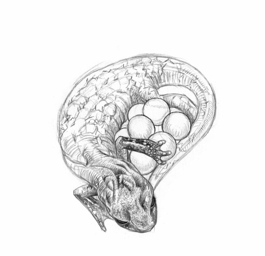 Spélerpès de Strinati, drôle d'amphibien des grottes - animal bizarre