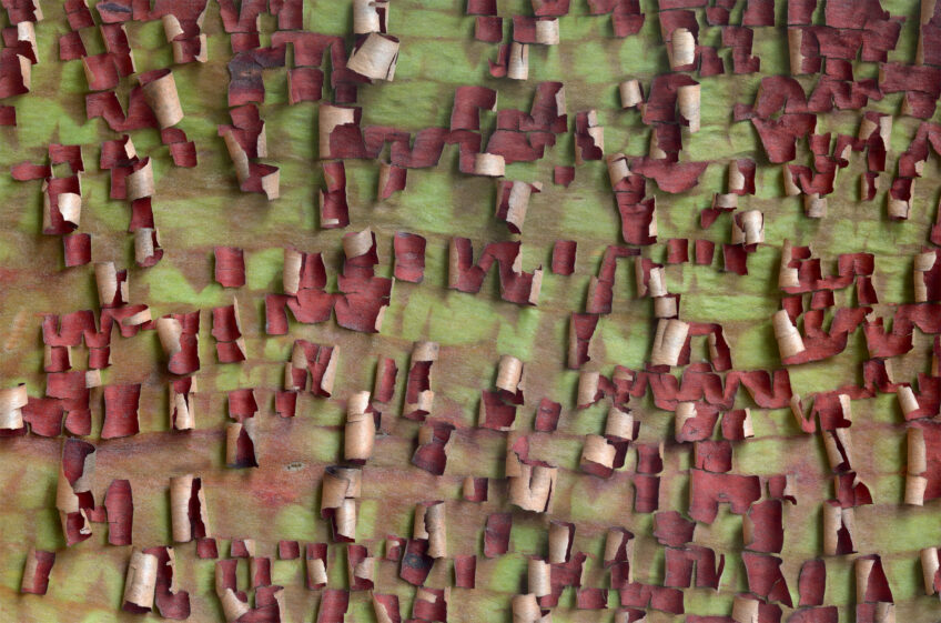 Arbousier de Chypre - photo écorce