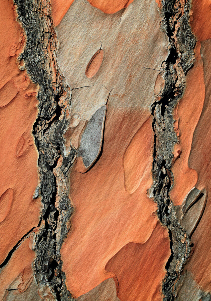 Pin parasol - écorce