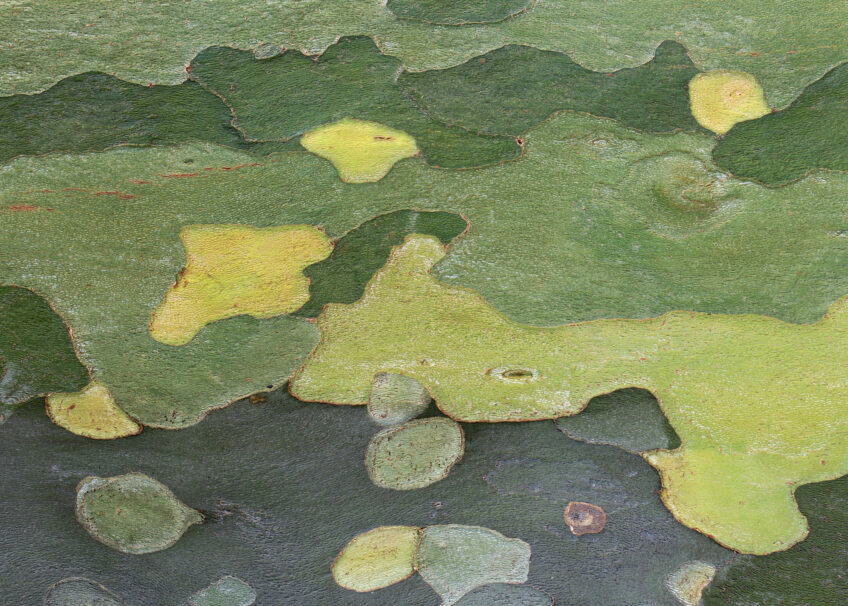 Platane commun - écorce