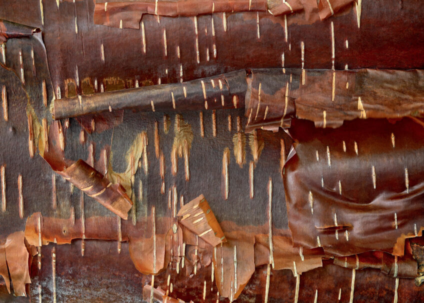 Bouleau Wakehurst Place Chocolate - écorce