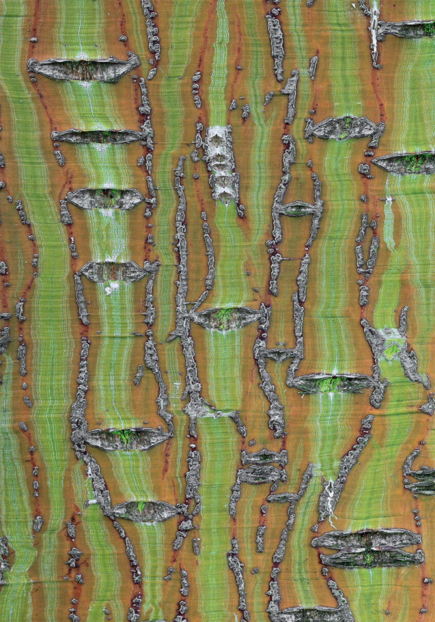 Erable du Père David - écorce