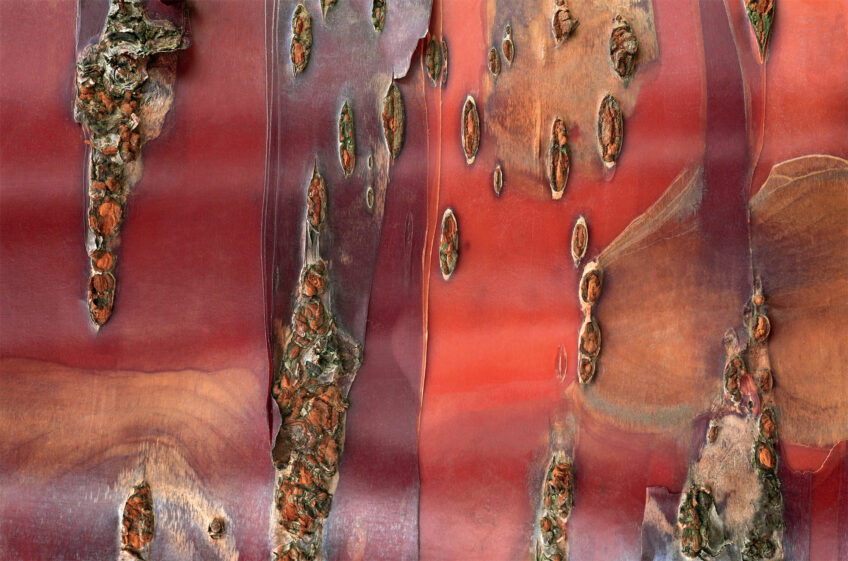 Cerisier du Tibet - photo écorce