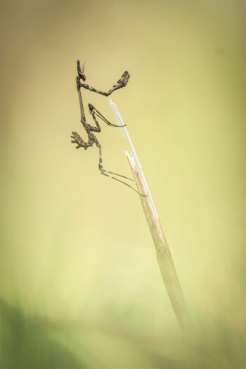 © paolo / stock.adobe.com
