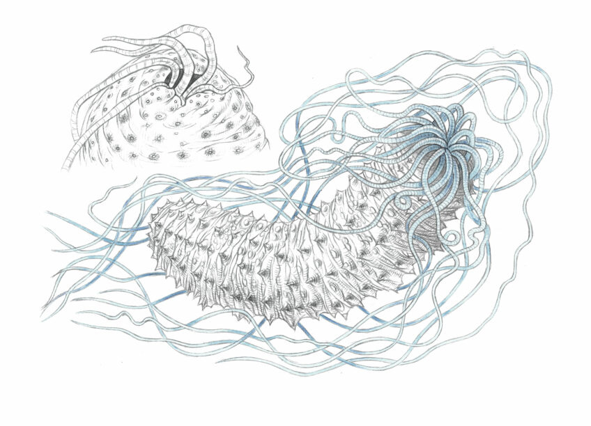 L'holothurie noire, ou concombre de mer - Animal bizarre
