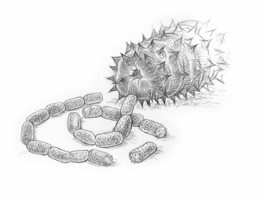 L'holothurie noire, ou concombre de mer - Animal bizarre
