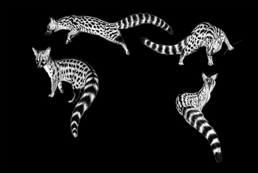 Genette, un animal presque exotique - animal bizarre